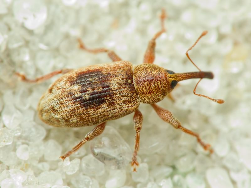 Dorytomus melanophthalmus (Paykull, 1792)